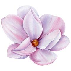 Fototapeta na wymiar Magnolia flower on an isolated white background. Hand drawn watercolor illustration