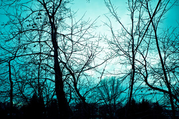 silhouette of trees in winter at dusk