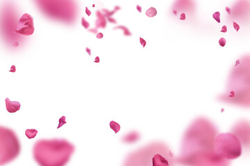 Backdrop of pink rose petals isolated on a transparent white background. Valentine day background.	 - obrazy, fototapety, plakaty