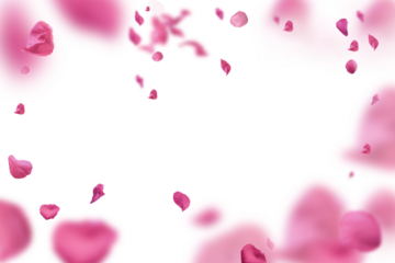 Backdrop of pink rose petals isolated on a transparent white background. Valentine day background.	
