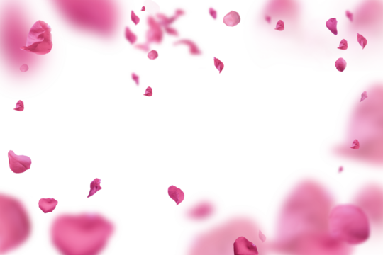 Backdrop of pink rose petals isolated on a transparent white background. Valentine day background.	