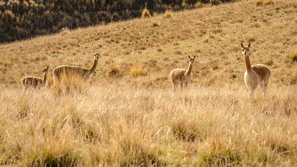 vicuña, peruvian andes