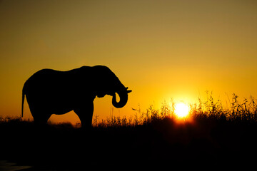 Afrika Sonnenaufgang  und Sonnenuntergang mit Elefanten im Etosha Nationalpark
