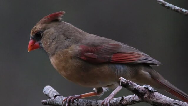 Female Cardinal on a small shaky limb on a dead tree