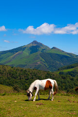 Fototapeta na wymiar Pottok or Pottoka, wild horses in the Basque Country