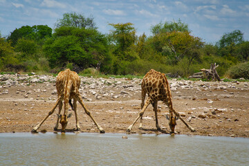 Tiere im Etosha Nationalpark am Wasserloch