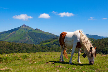Pottok or Pottoka, wild horses in the Basque Country