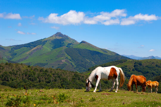 Pottok or Pottoka, wild horses in the Basque Country