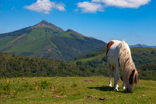 Pottok or Pottoka, wild horses in the Basque Country
