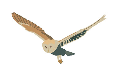 Owl flat illustration. Flying Owl isolated on white background. Owl vector illustration