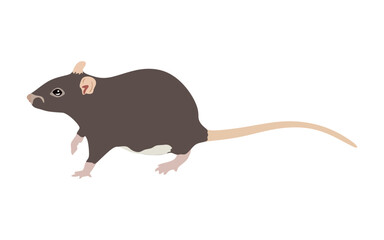 Mouse flat vector illustration. Rat animal isolated. Mice vector illustration