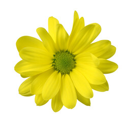 Yellow flower Chrysanthemum isolated on transparent background, PNG.