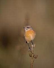 Stonechat in the December