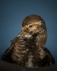 Turnstone close up