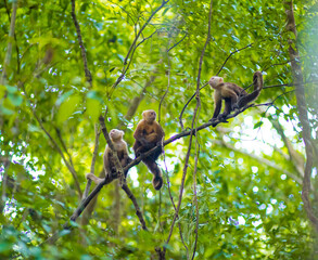 a long tailed macaque sitting on a branch