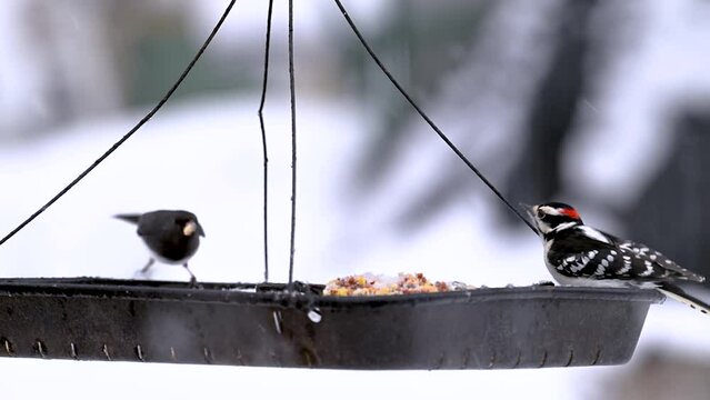 Birds come and go to our Tray Feeder during a January Winter snowfall in Windsor in Upstate NY.