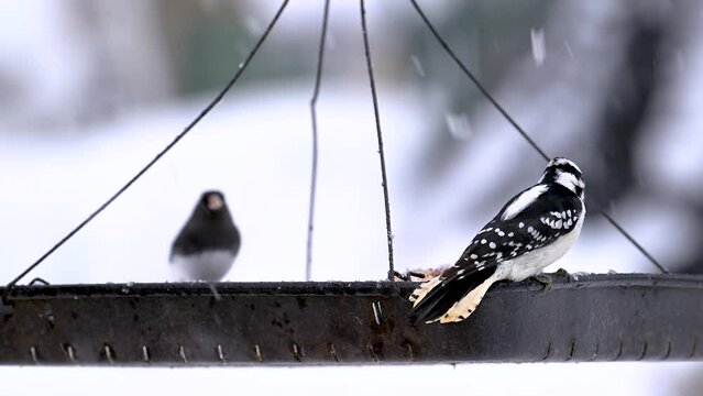 Birds come and go to our Tray Feeder during a January Winter snowfall in Windsor in Upstate NY.