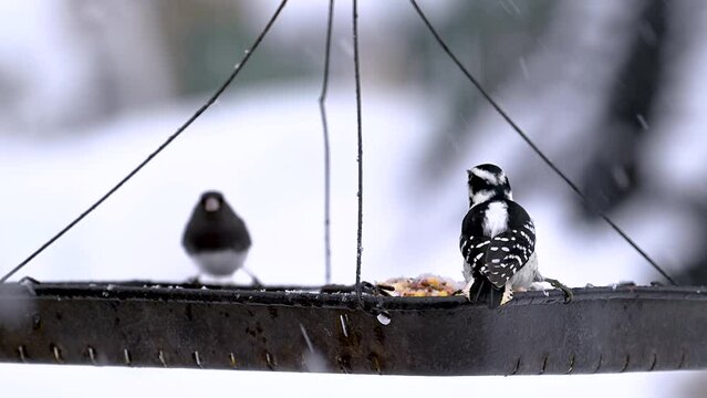 Birds come and go to our Tray Feeder during a January Winter snowfall in Windsor in Upstate NY.