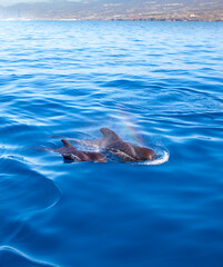 Whalewatching Tenerife: Pilot whales © Dave