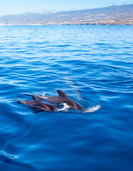 Whalewatching Tenerife: Pilot whales © Dave