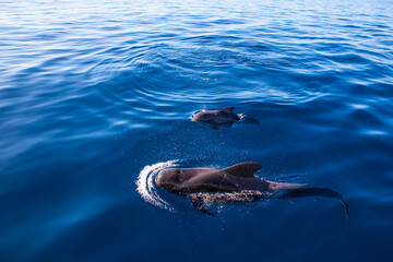 Whalewatching Tenerife: Pilot whales