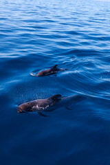 Naklejka premium Whalewatching Tenerife: Pilot whales