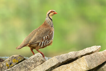 Close up of an alert, adult Red-Legged partridge, Scientific name: Alectoris rufa, stood on top of a drystone wall and facing right.  Clean, green background with copy space.  Horizontal.