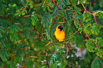 Wunderschöne bunte Vögel in Afrika