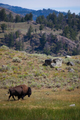 Bison in Yellowstone National Park