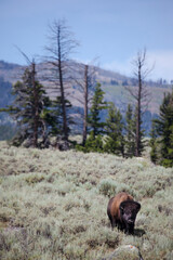 Bison in Yellowstone National Park