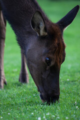 Elk cow grazing in Mammoth