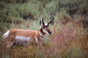 Pronghorn in Yellowstone National Park