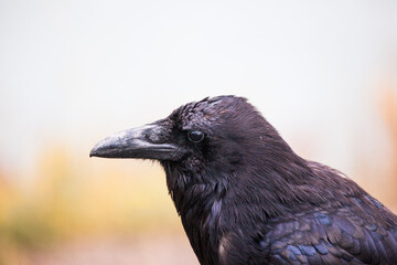 Raven, Yellowstone National Park
