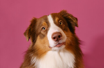 Portrait of brown Australian Shepherd on pink studio background. Cute young thoroughbred dog looks attentively forward, tilting head sideways listening. Aussie red tricolor.