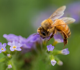 Honey bee works pretty purple flowers at the Atlanta Botanical Garden, Midtown, Atlanta, Georgia