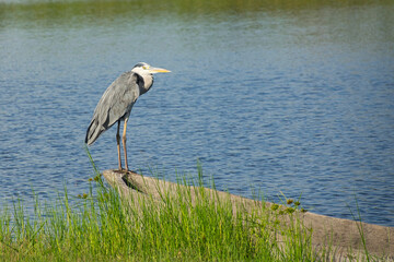 Wunderschöne bunte Vögel in Afrika