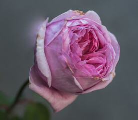 Delicate pink rose bud starting to bloom in a neighborhood street side garden