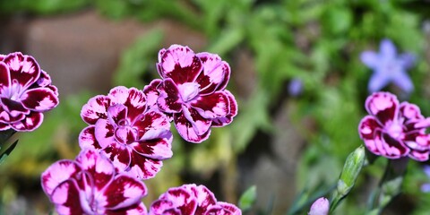 Goździk ogrodowy (Dianthus Esta) o pełnych różowow-czerwonych kwiatach. Płytka głębia ostrości - obrazy, fototapety, plakaty