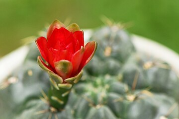 Piękny czerwony kwiat kaktusa Gymnocalycium - obrazy, fototapety, plakaty