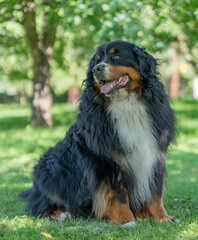Happy Dog playing outside
