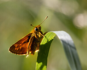 Skipper butterfly sitting on a blade of grass