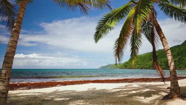 Palm trees on a Caribbean tropical beach. Samana Island, Dominican Republic. Luxurious vacation travel. Exotic beach landscape. Amazing peninsula. Freedom nature template