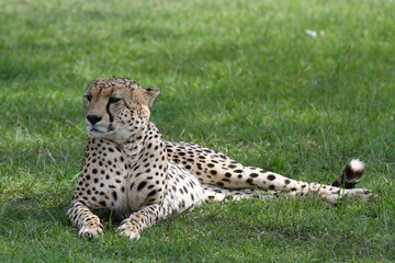 Cheetah resting in bright sunlight on green grass facing camera