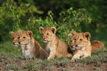 Plakat Five cute lion cubs looking into the camera, resting on a hill
