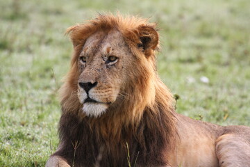 Portrait of a lion with dark mane lookind sideways, stalking prey