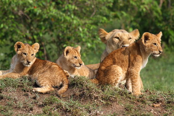 Close-up of a lioness and three lion cubs resting in the ridge of a small hill