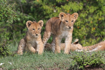 Naklejka na ściany i meble Three cute baby lions on a small hill. Two looking at the camera with curiosity
