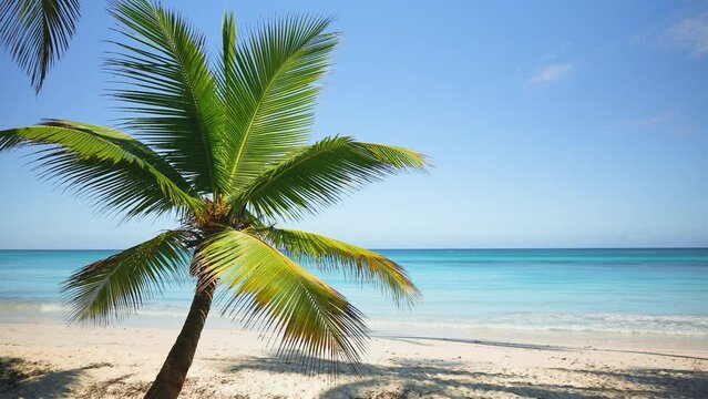Summer vacation on a tropical sunny palm beach in the south seas. Palm tree on the background of the ocean. Landscape of blue sea against cloudy blue sky for summer travel. Sea coast. Paradise Island.