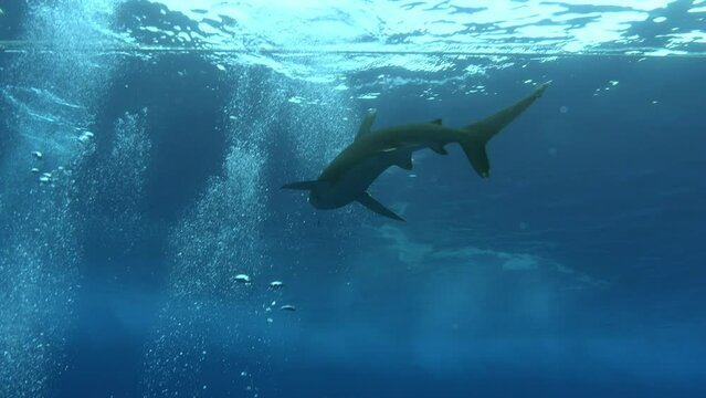 Red Sea underwater wildlife - Longimanus shark swimming in shallow water