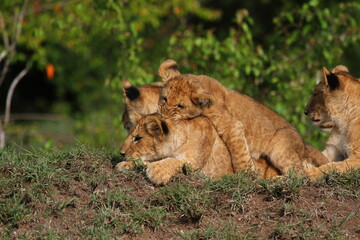 Fototapeta na wymiar Four cute lion cubs resting on a small hill, two cubs playing